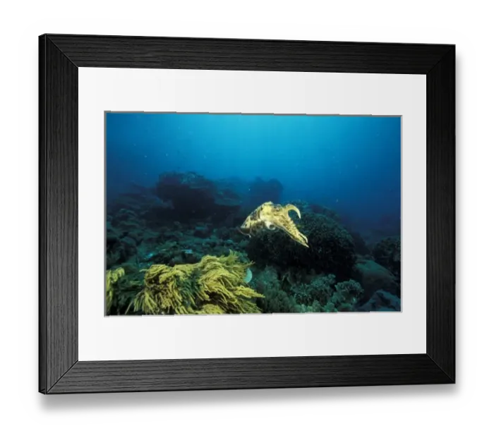 Framed Print : Indonesia. Giant Cuttlefish (Sepia apama) Framed Print : Indonesia. Giant Cuttlefish (Sepia apama)