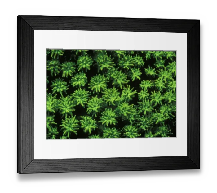 Framed Print : Indonesia. Fluorsecense in coral (Goniopora sp. )