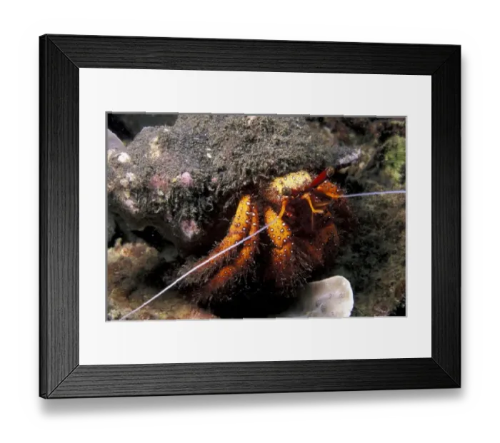 Framed Print : Indonesia. Hermit Crab (Dadanus megistos) Framed Print : Indonesia. Hermit Crab (Dadanus megistos)