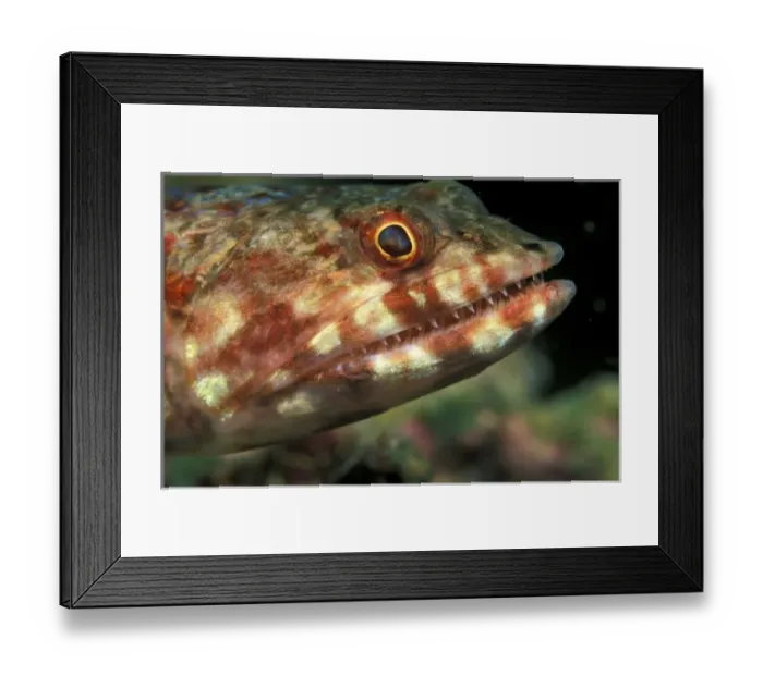 Framed Print : Indonesia. Lizardfish