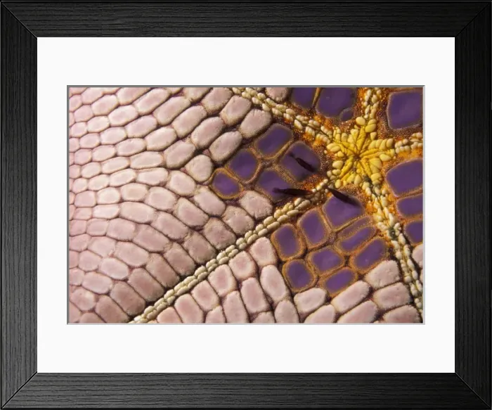 Framed Print : Indonesia. Shrimp (Periclimenes soror) on Cushion Star (Culcita novaGuineae)