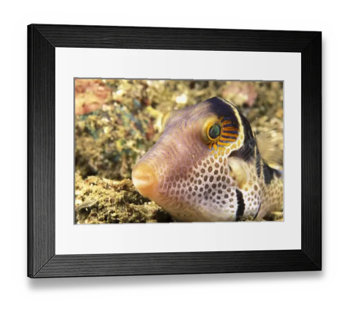 Framed Print : Asia, Indonesia Framed Print : Asia, Indonesia