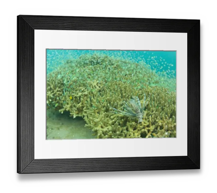Framed Print : Lionfish (Pterios volitans) and Blue-green Chromis (Chromis viridis) Banda Island