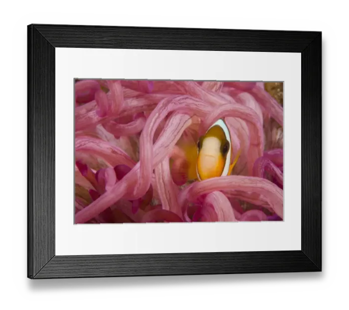 Framed Print : Juvenile Anemonefish (Amphiprion chrysopterus), Banda Sea, Indonesia (RF) Framed Print : Juvenile Anemonefish (Amphiprion chrysopterus), Banda Sea, Indonesia (RF)
