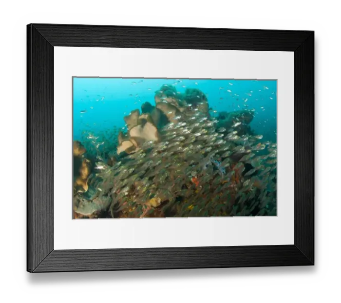 Framed Print : Golden Sweepers (Parapriacanthis ransonneti), Banda Sea, Indonesia (RF) Framed Print : Golden Sweepers (Parapriacanthis ransonneti), Banda Sea, Indonesia (RF)