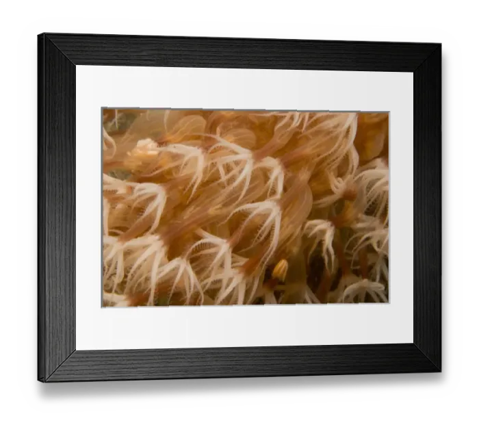 Framed Print : Banda Sea, Indonesia (RF) Framed Print : Banda Sea, Indonesia (RF)