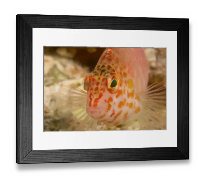 Framed Print : Asia, Indonesia