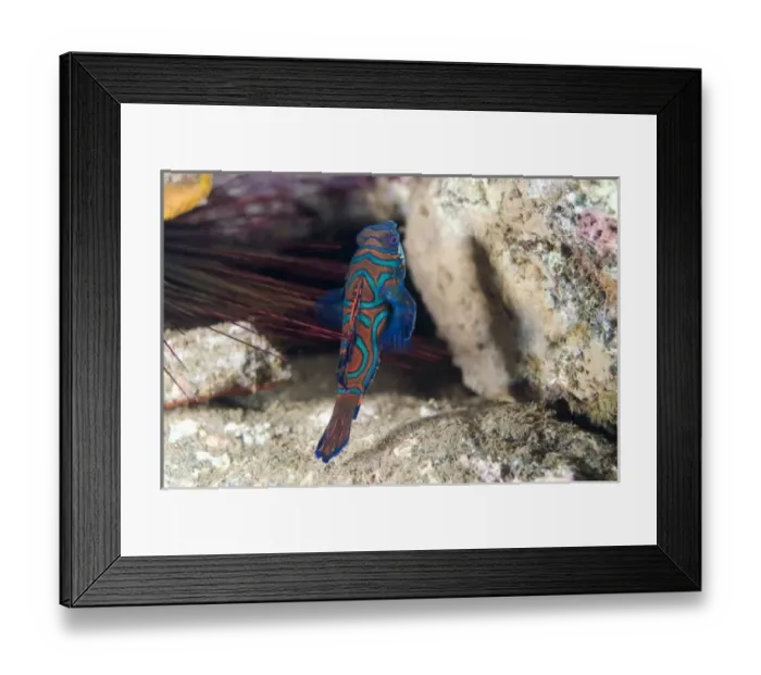 Framed Print : Asia, Indonesia Framed Print : Asia, Indonesia