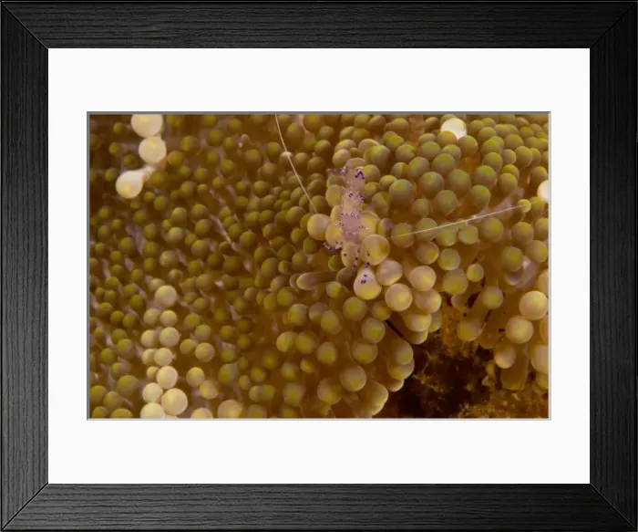 Framed Print : Anemone Shrimp (Periclimenes holthuisi), Banda Sea, Indonesia (RF) Framed Print : Anemone Shrimp (Periclimenes holthuisi), Banda Sea, Indonesia (RF)