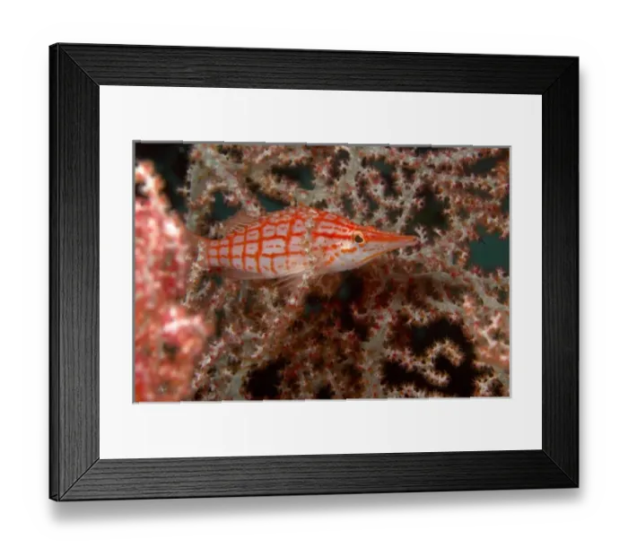 Framed Print : Longnose Hawkfish (Oxycirrhites typus) Banda Sea, Indonesia (RF) Framed Print : Longnose Hawkfish (Oxycirrhites typus) Banda Sea, Indonesia (RF)