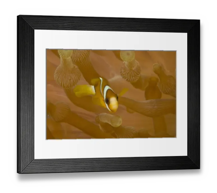 Framed Print : Juvenile Anemonefish (Amphiprion chrysopterus), Banda Sea, Indonesia (RF)