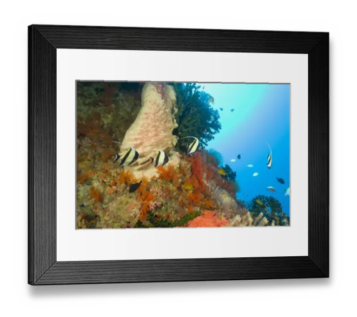 Framed Print : Moorish Idols (Zanclus cornutus) Banda Sea, Indonesia (RF)