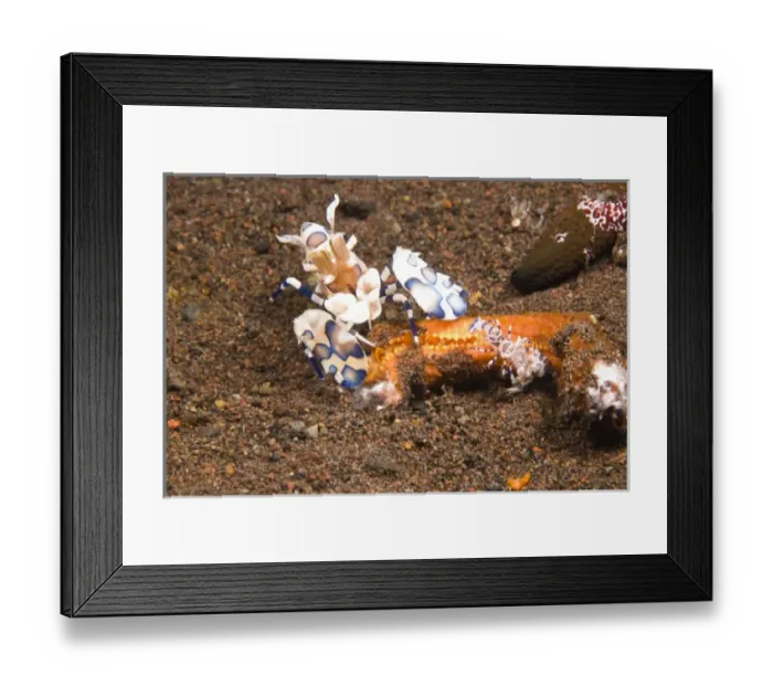 Framed Print : Adult & Baby Harlequin Shrimp (Hymenocera picta) feeding on Sea Star, Tulamben, North Bali
