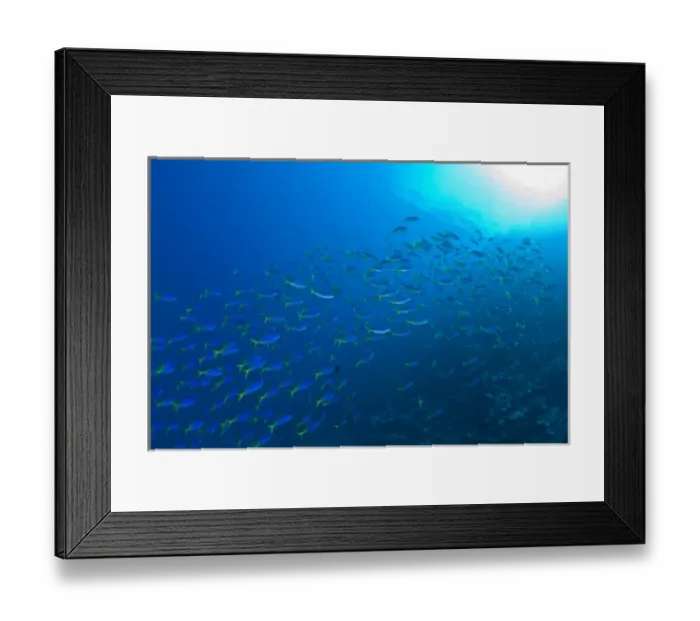 Framed Print : schooling fusiliers, Scuba Diving at Tukang Besi / Wakatobi Archipelago Marine Preserve Framed Print : schooling fusiliers, Scuba Diving at Tukang Besi / Wakatobi Archipelago Marine Preserve