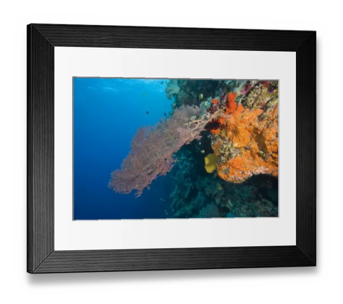 Framed Print : Pristine Scuba Diving at Tukang Besi / Wakatobi Archilpelago Marine Preserve, South Sulawesi Framed Print : Pristine Scuba Diving at Tukang Besi / Wakatobi Archilpelago Marine Preserve, South Sulawesi
