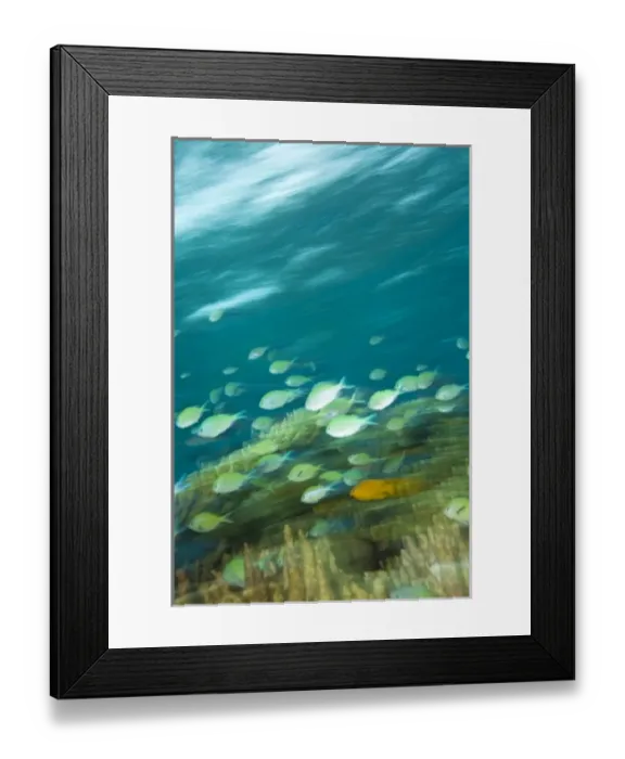 Framed Print : Blue-green Chromis fish, Scuba Diving at Tukang Besi / Wakatobi Archipelago Marine Preserve Framed Print : Blue-green Chromis fish, Scuba Diving at Tukang Besi / Wakatobi Archipelago Marine Preserve