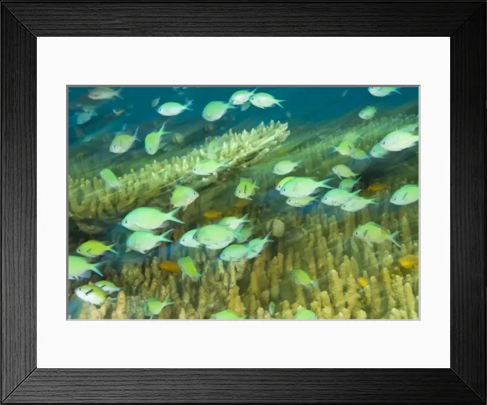Framed Print : Blue-green Chromis fish, Scuba Diving at Tukang Besi / Wakatobi Archipelago Marine Preserve Framed Print : Blue-green Chromis fish, Scuba Diving at Tukang Besi / Wakatobi Archipelago Marine Preserve