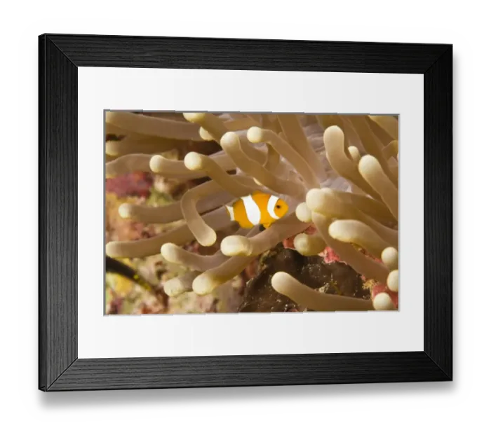 Framed Print : anemonefish, Scuba Diving at Tukang Besi / Wakatobi Archipelago Marine Preserve, South Sulawesi Framed Print : anemonefish, Scuba Diving at Tukang Besi / Wakatobi Archipelago Marine Preserve, South Sulawesi