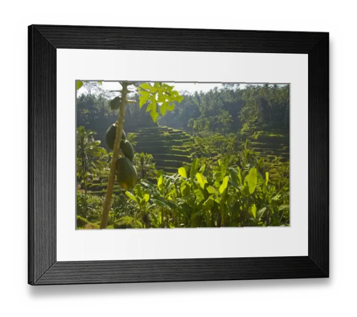 Framed Print : Rice Terraces near Ubud, Bali
