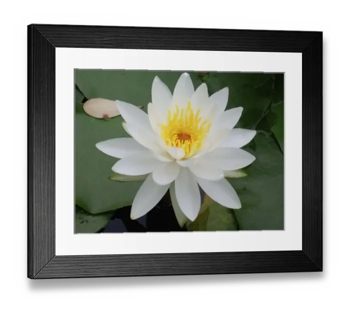 Framed Print : Asia, Japan, Kyoto. Flower Framed Print : Asia, Japan, Kyoto. Flower