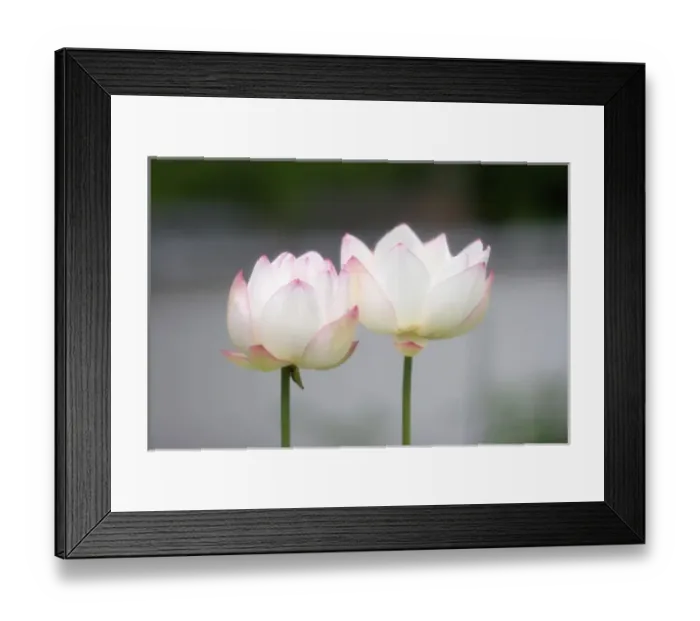 Framed Print : Asia, Japan, Kyoto. Flower Framed Print : Asia, Japan, Kyoto. Flower