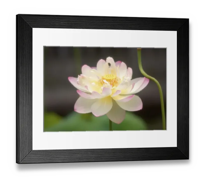 Framed Print : Asia, Japan Framed Print : Asia, Japan