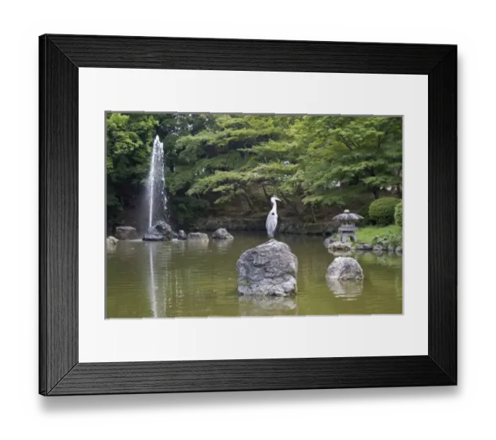 Framed Print : Asia, Japan, Kyoto, Eastern gray heron Framed Print : Asia, Japan, Kyoto, Eastern gray heron