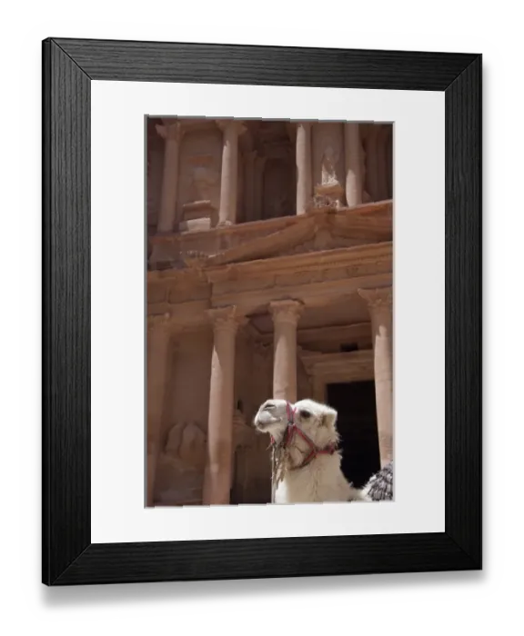 Framed Print : Jordan, Ancient Nabataean city of Petra. Camel in front of The Treasury (aka El Khazneh) Framed Print : Jordan, Ancient Nabataean city of Petra. Camel in front of The Treasury (aka El Khazneh)