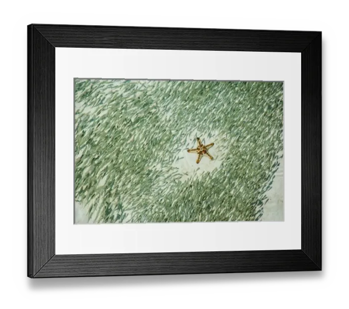 Framed Print : Knobly Sea Star (Protoreaster nodosus) and small fish, Sipadan Island, Malaysia Framed Print : Knobly Sea Star (Protoreaster nodosus) and small fish, Sipadan Island, Malaysia