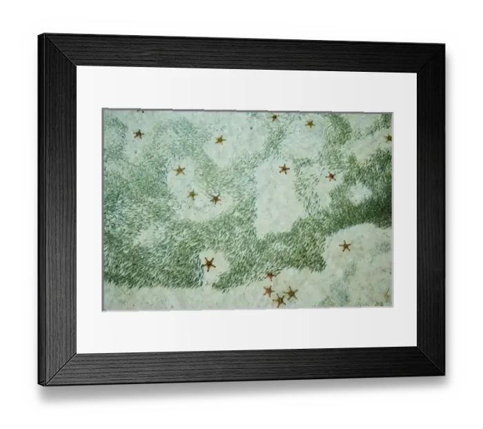 Framed Print : Knobly Sea Stars (Protoreaster nodosus) and small fish, Sipadan Island, Malaysia
