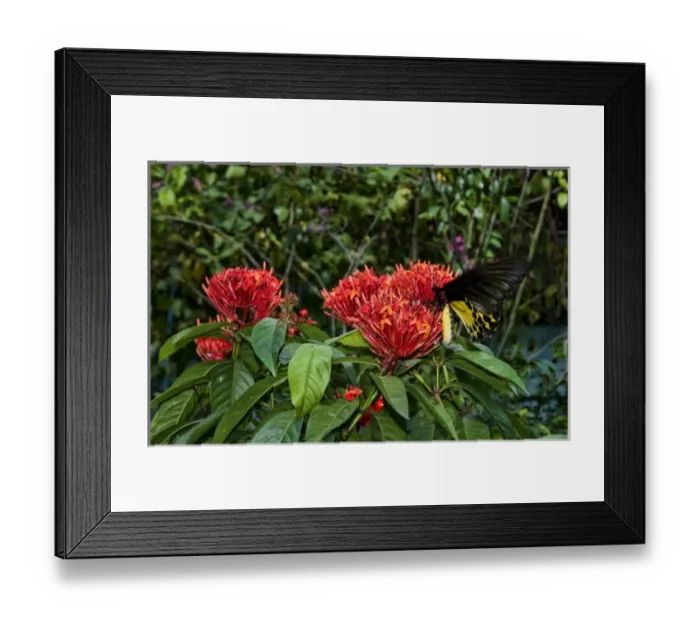 Framed Print : Kuala Lumpur, Malaysia. Gardens of Butterfly Park