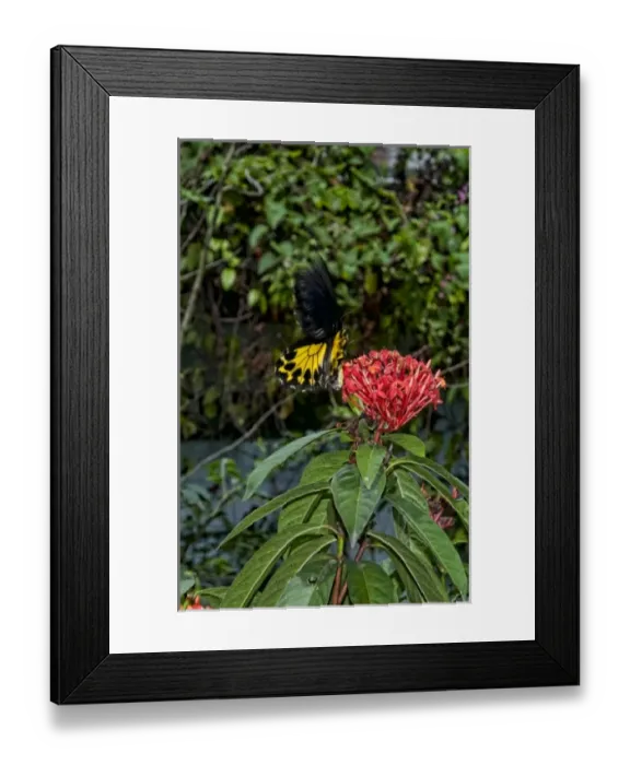 Framed Print : Kuala Lumpur, Malaysia. Gardens of Butterfly Park Framed Print : Kuala Lumpur, Malaysia. Gardens of Butterfly Park