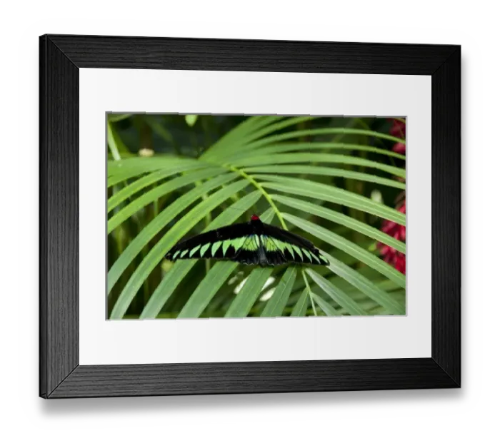 Framed Print : Malaysia, Island of Penang, Penang Butterfly Farm. Rajah Brookes Birdwing, Malaysia s Framed Print : Malaysia, Island of Penang, Penang Butterfly Farm. Rajah Brookes Birdwing, Malaysia s