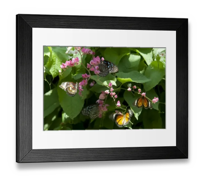Framed Print : Malaysia, Island of Penang, Penang Butterfly Farm. Butterflies on flowers Framed Print : Malaysia, Island of Penang, Penang Butterfly Farm. Butterflies on flowers