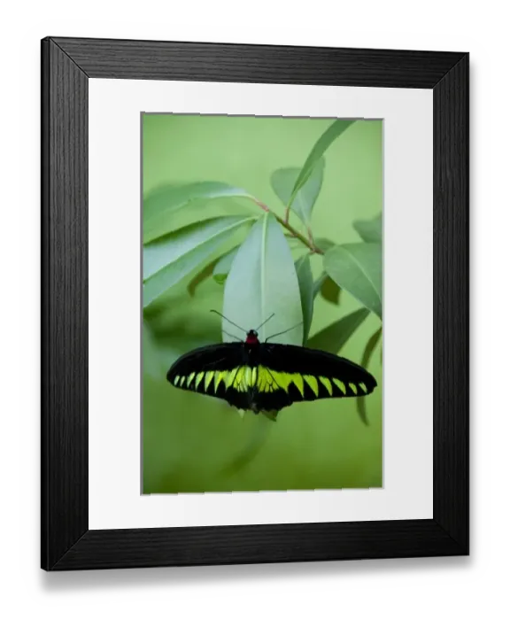 Framed Print : Malaysia, Island of Penang, Penang Butterfly Farm. Rajah Brookes Birdwing, Malaysia s Framed Print : Malaysia, Island of Penang, Penang Butterfly Farm. Rajah Brookes Birdwing, Malaysia s