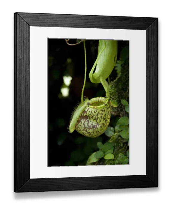 Framed Print : Asia, Malaysia Framed Print : Asia, Malaysia