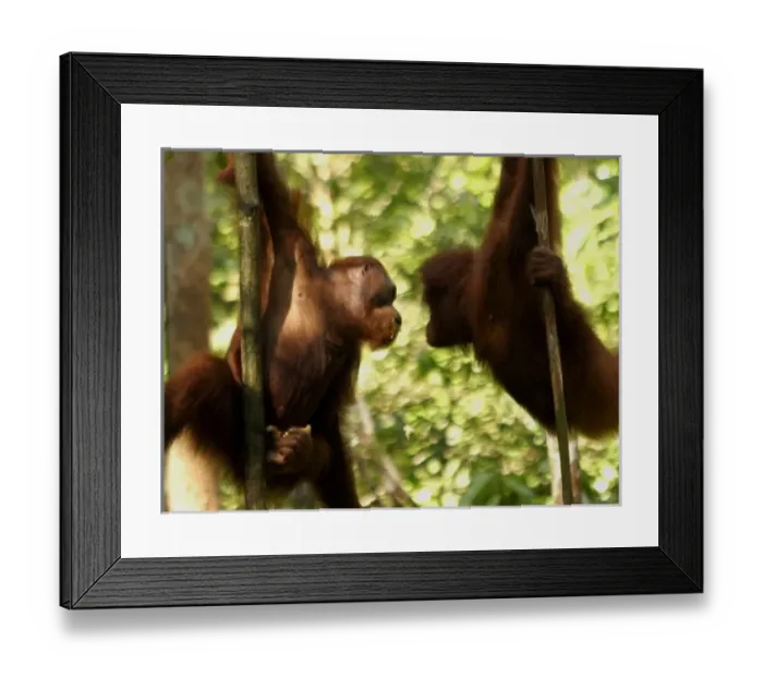 Framed Print : Asia, Malaysia Framed Print : Asia, Malaysia