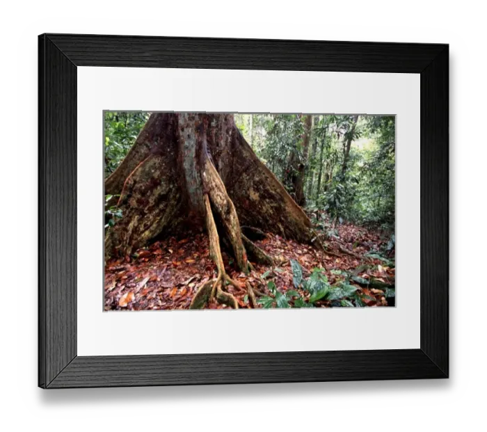 Framed Print : Asia, Borneo, Malaysia, Sarawak, buttress root of dipterocarp tree Framed Print : Asia, Borneo, Malaysia, Sarawak, buttress root of dipterocarp tree