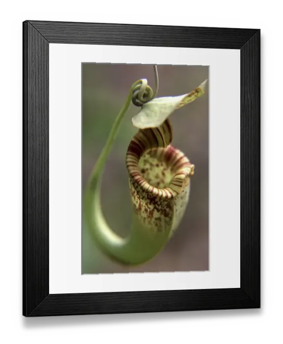 Framed Print : Asia, Malaysia