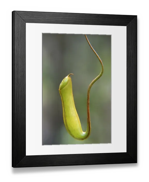 Framed Print : Asia, Malaysia