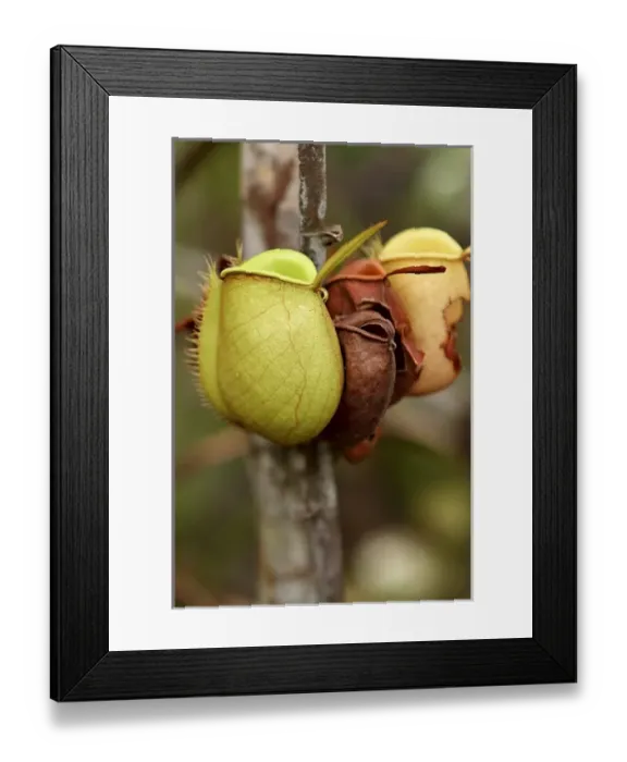 Framed Print : Asia, Malaysia Framed Print : Asia, Malaysia