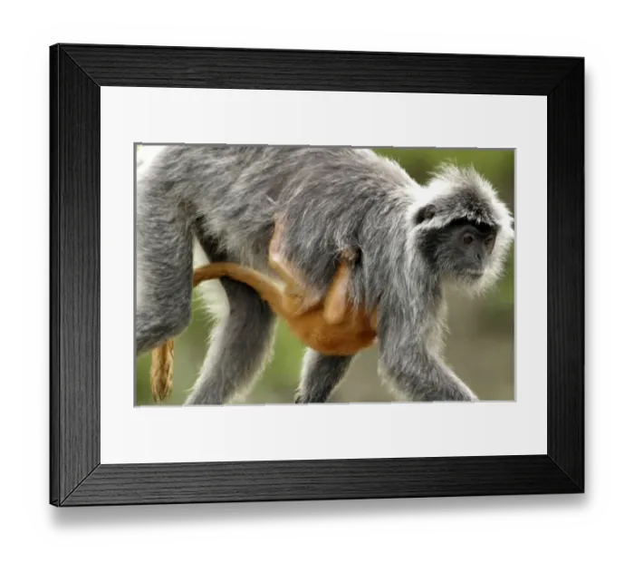 Framed Print : Asia, Malaysia Framed Print : Asia, Malaysia