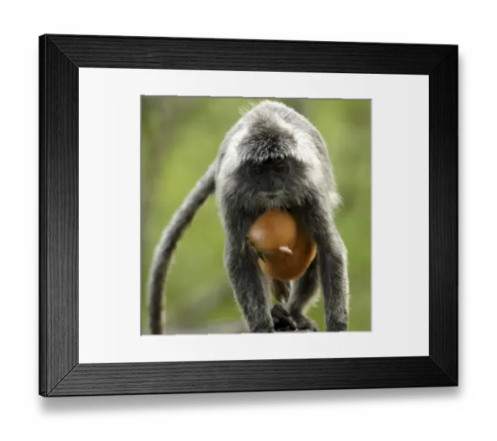 Framed Print : Asia, Malaysia Framed Print : Asia, Malaysia