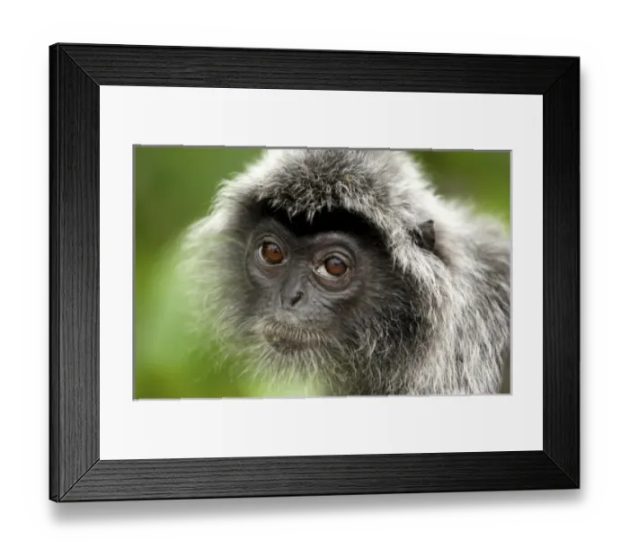 Framed Print : Asia, Malaysia Framed Print : Asia, Malaysia