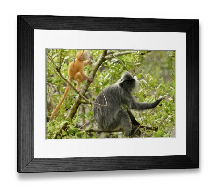 Framed Print : Asia, Malaysia Framed Print : Asia, Malaysia