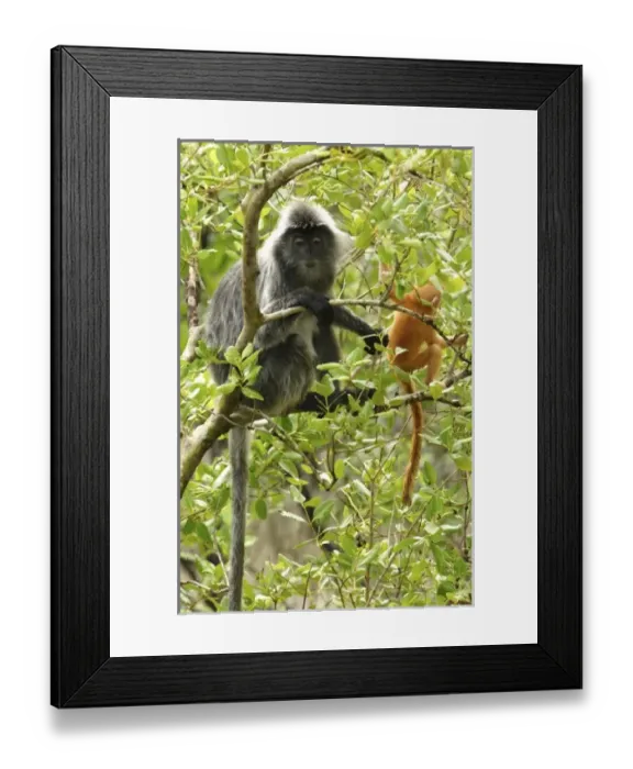 Framed Print : Asia, Malaysia Framed Print : Asia, Malaysia