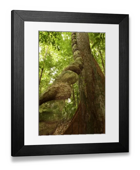 Framed Print : Asia, Malaysia Framed Print : Asia, Malaysia