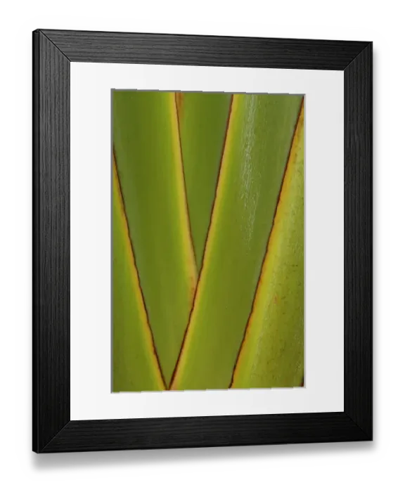 Framed Print : Asia, Malaysia, detail of friendship palm fronds Framed Print : Asia, Malaysia, detail of friendship palm fronds