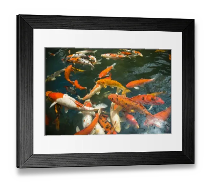 Framed Print : Ornament Koi or Common Carp (Cyprinus carpio), Shopping Mall Pond, Malacca, Historic Melaka Framed Print : Ornament Koi or Common Carp (Cyprinus carpio), Shopping Mall Pond, Malacca, Historic Melaka