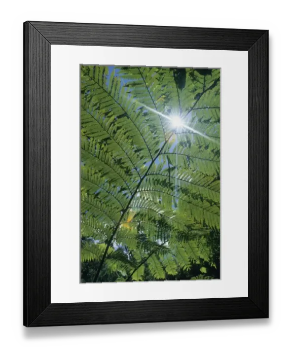 Framed Print : Madagascar, Amalanazaotra (Perinet) tree ferns in highland rainforest Framed Print : Madagascar, Amalanazaotra (Perinet) tree ferns in highland rainforest
